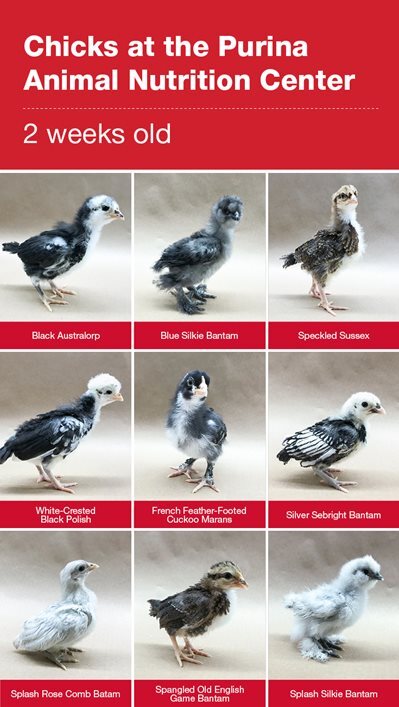 Collage of 2-week-old baby chicks at the Purina Animal Nutrition Center, featuring nine different chicken breeds