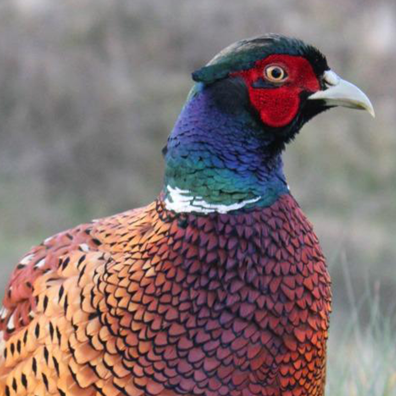 picture of a colorful gamebird