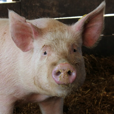 Supplies to care for pigs