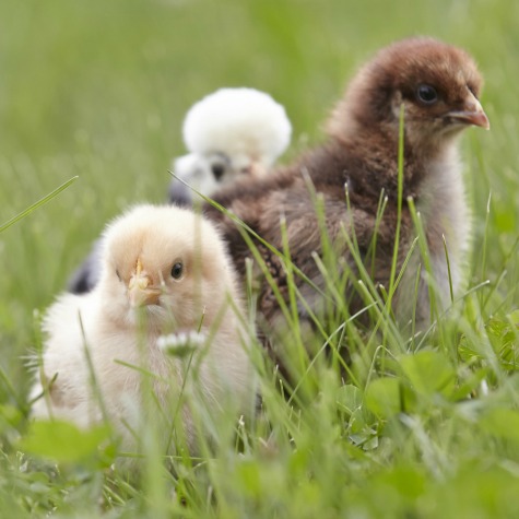 baby chicks 