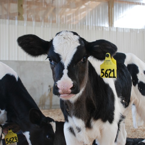 Holstein dairy calf stands among a group of other young calves. 