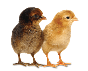 Chicks