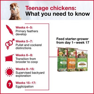 Infographic listing the milestones of baby chick growth stages with recommendation of feeding a starter-grower feed from day 1 through week 17