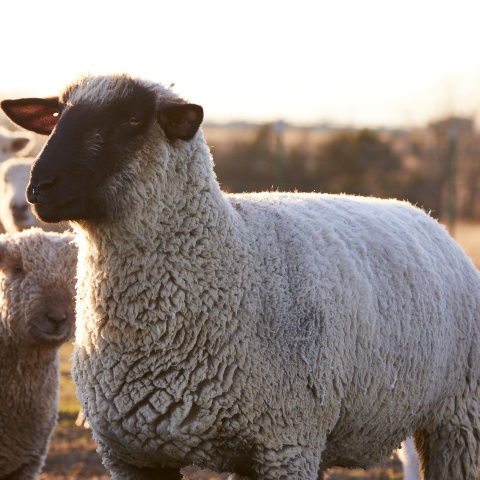 A Hampshire sheep stands in a pasture with the flock at dusk. 