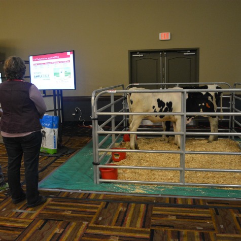 image of a dairy cow at the a producer conference