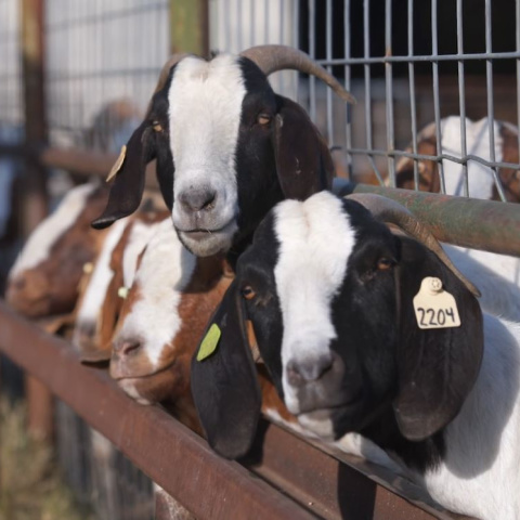 Two black and white goats and several brown and white goats at a feedrail.