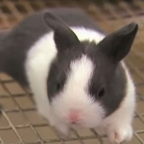 Basics of Good Rabbit Feeding Preview Image