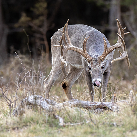 image of a deer in a field with tongue out