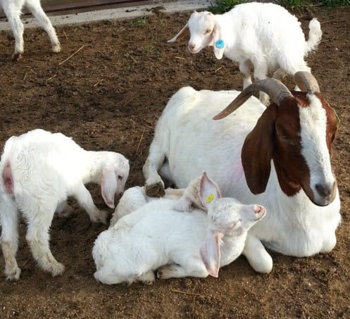 image of pregnant goat and kid goats