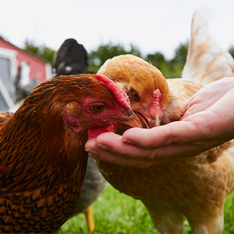 Hens eating Purina Farm to Flock treats