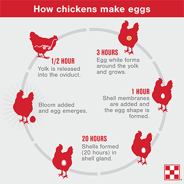How Do Chickens Lay Eggs| Purina Animal Nutrition