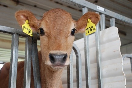 Jersey dairy calf looking out from her pen.
