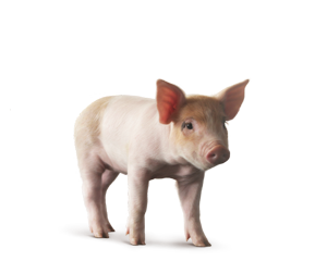 Swine Young Animal Category Image