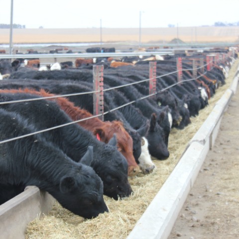 beef cattle eating 