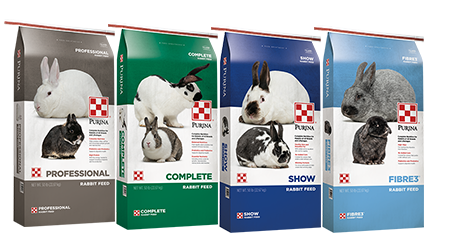 Rabbit Club of America