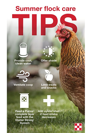 How to Keep Chickens Cool