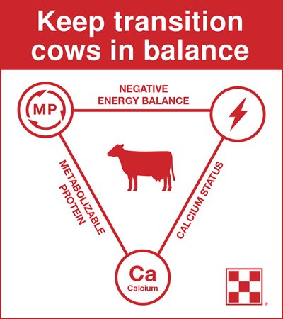 Transition dairy cow nutrition is a balance of calcium status, metabolizable protein and negative energy balance.