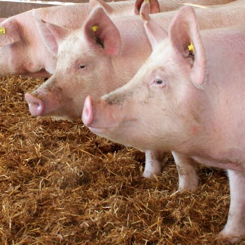 What should I feed my pig 