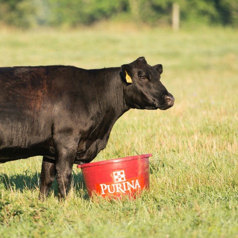 Cattle Mineral Myths
