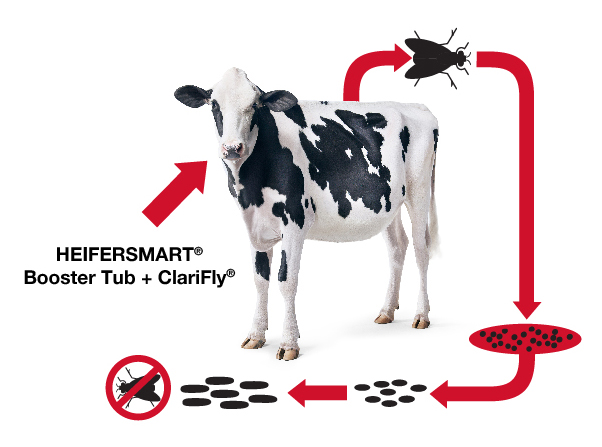 HeiferSmart Dairy Cattle tub with fly control 