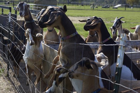 A group of goats in a fenced in area.