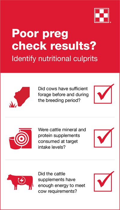 If you have poor results when preg checking cows, nutrition may be the culprit. Ask yourself these questions to determine the potential problem.