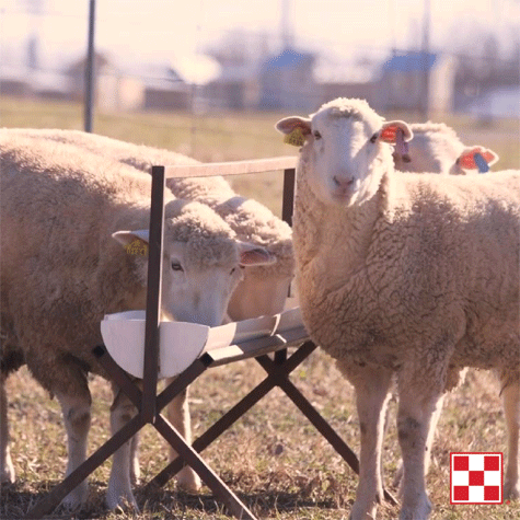 Image of sheep at feeder