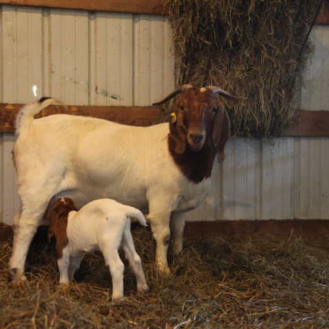A kid goat nursing from a doe.
