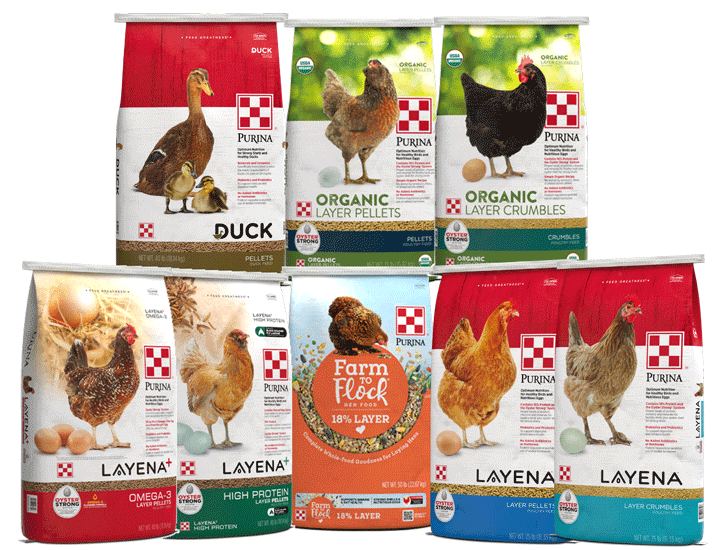 Purina Flock complete layer feed packages