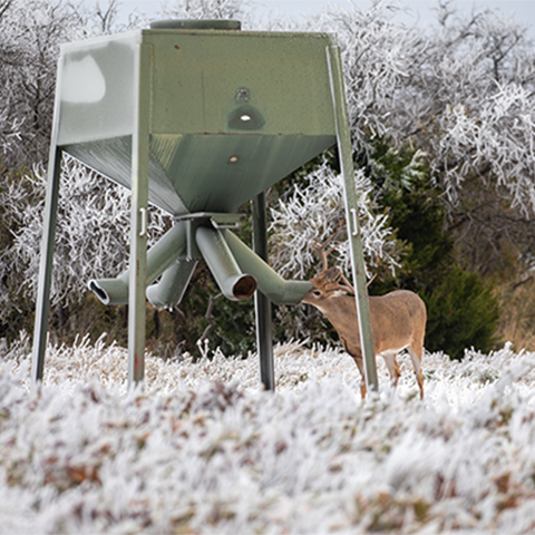 Deer at feeder