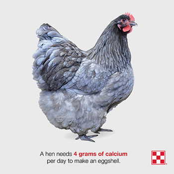 Fluffy, full-bodied Orpington chicken with red text stating all hens need 4 grams of calcium per day to make an eggshell.