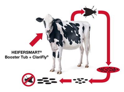 dairy cattle fly control infographic