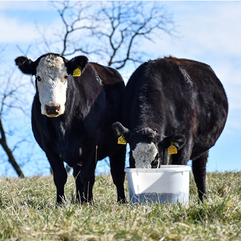 two white-faced cows eating out of clearview tub