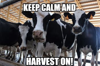 A group of dairy cows say keep calm and harvest on!