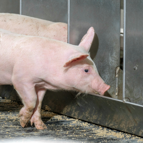 An early nursery pig eats at a feeder