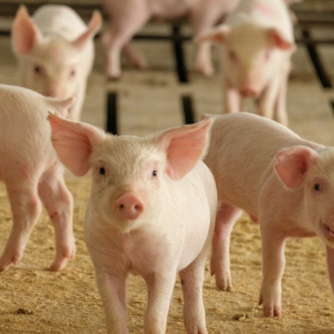 Nursery pig stands in pen with a few other weaned pigs. 
