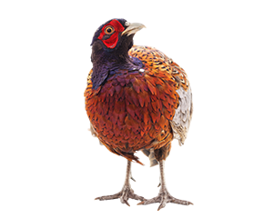 Commercial Poultry Pheasant Image