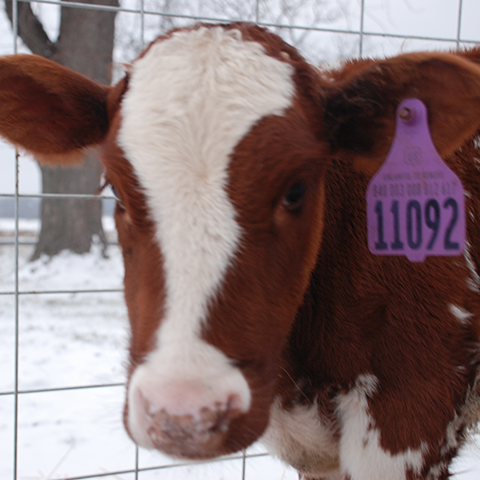 Red and white Holstein dairy calf in a calf hutch looks out at the snowy landscape.