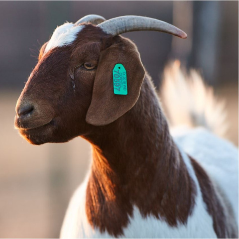 A brown and white Boer goat.