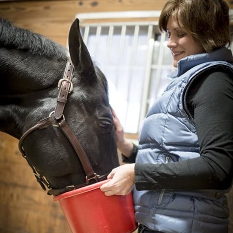 image of a horse eating from a red bucket