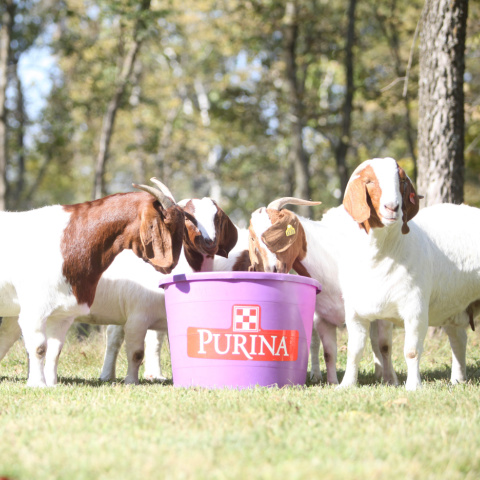 Purina® Accuration® Sheep & Goat Hi-Fat Block in a pasture with goats in the background. 