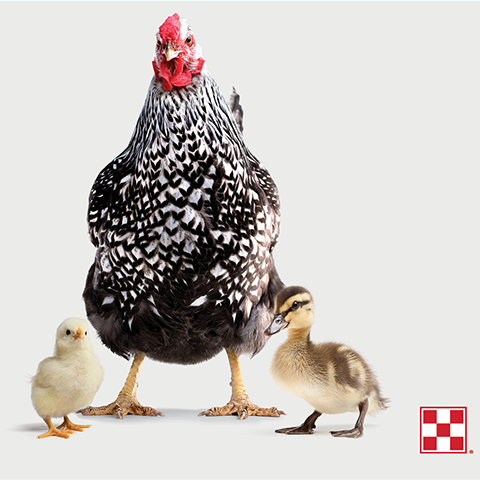 Purina's poultry feed finder tool