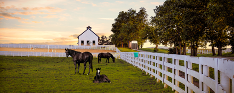 Pasture-Stressor-Image