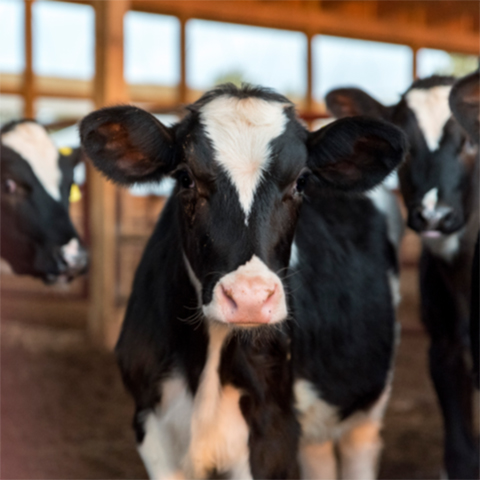 A group of three Holstein dairy heifers stand in a heifer shed.