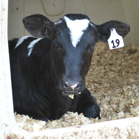 Maintain Healthy Calves by Reducing Pathogen Exposure