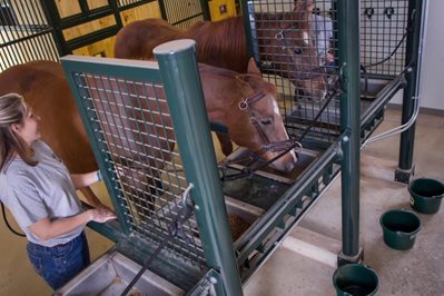 The Purina Animal Nutrition Center tests horse feed palatability with highly-trained equine feed connoisseurs.