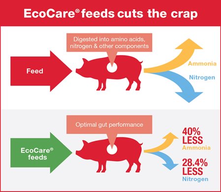 EcoCare feeds reduce ammonia and nitrogen in pig manure as the pig digests feed.