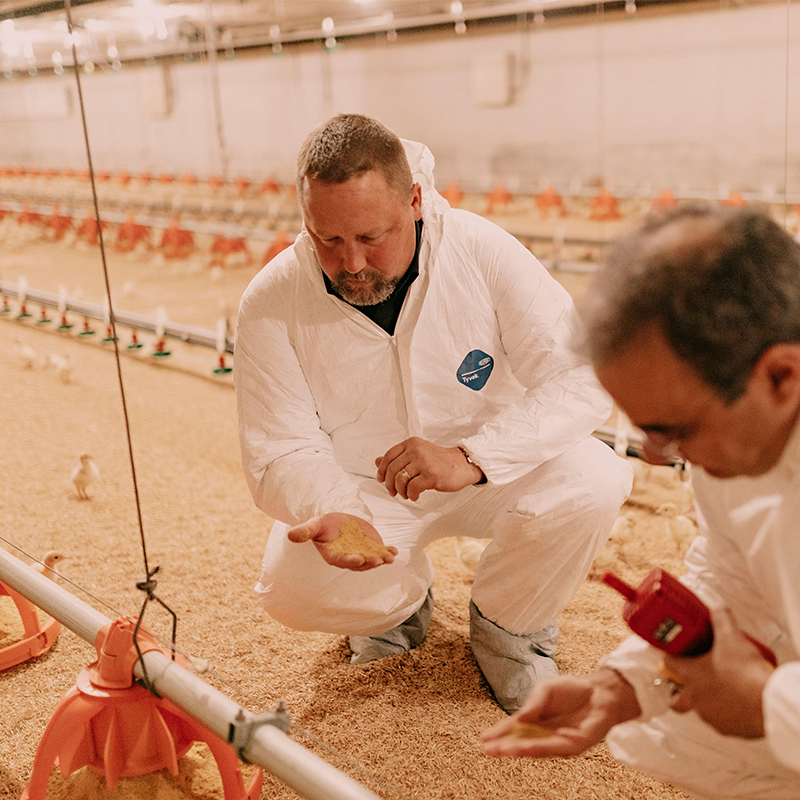image of commercial poultry operation