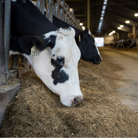 Holstein dairy cow eating a total mixed ration from the feed bunk in a freestall barn.