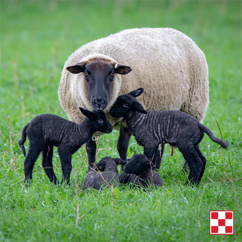 A black-faced ewe with four black lambs in a pasture.